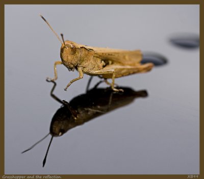 The Grasshopper and the Reflection