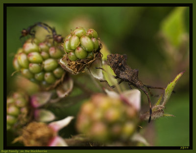Family Bug on the Blackberries