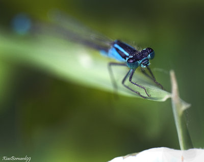 The eyes of the Demoiselle