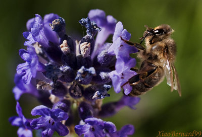 The Hairy Bee