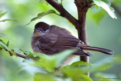 Little Sparrow in a Tree (Hybiscus)