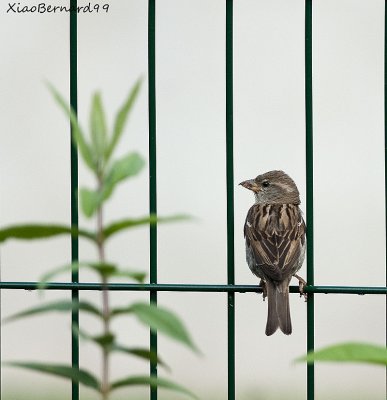 Great Sparrow in a Japanese Design