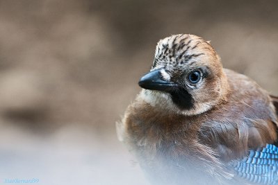 Young Blue Bird ,the Jay I
