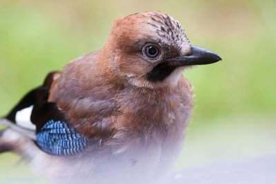 Young Blue Bird ,the Jay III