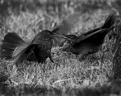 Battle of Blackbirds