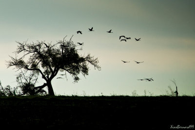 Cranes in flight.Morning.