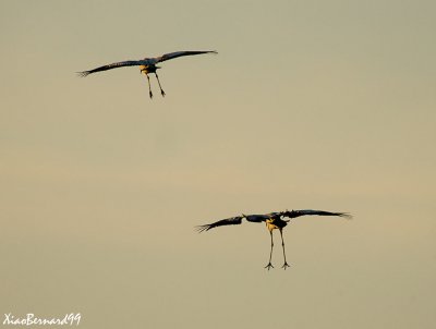 Both Cranes landing
