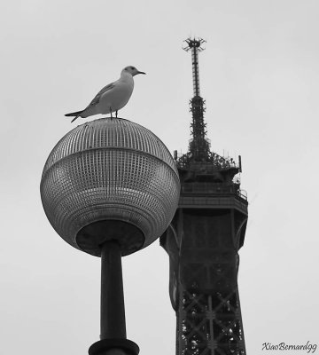 2.PARIS.Eiffel tower and the Gull II