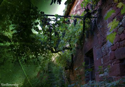 8.COLLONGES and the Green of the Virginia Creeper
