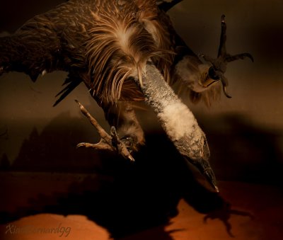11.The VULTURE of The MUSEUM