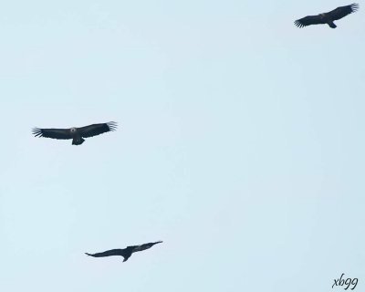 11.The VULTURES in Flight