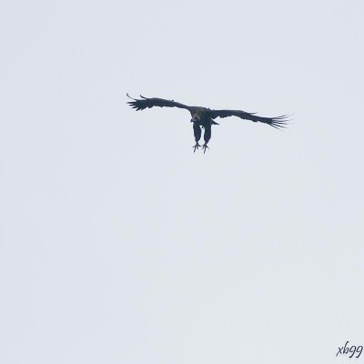 11.A VULTURE in Approach