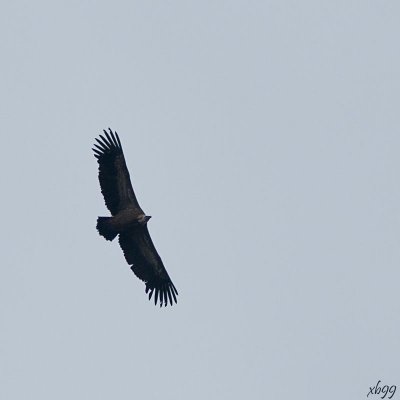11.The Vulture.Vautour Moine