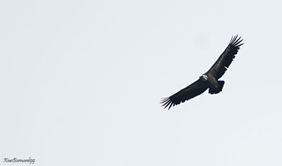 11.Griffon Vulture