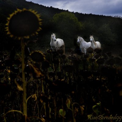 12.Country of Old VOLCANOS.In rest in a Field II