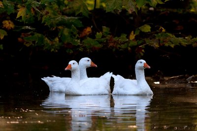 13.MOULINS.The Gooses of the park