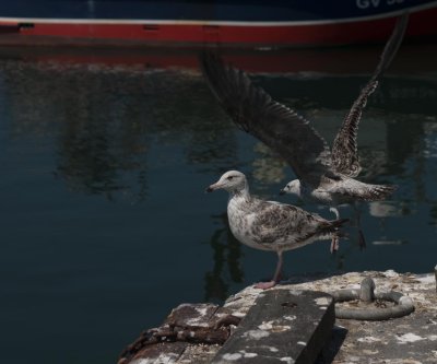 LESCONIL.The Both Gulls I