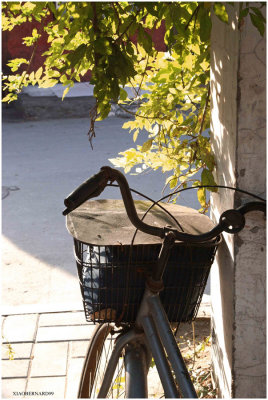 HUTONG#0 BICYCLE and LEAVES