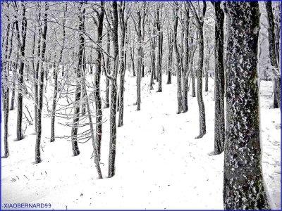 La SCHLUCHT.TREES  in SNOW CLOTHE in VOSGES