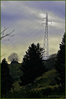 La BRESSE.IRON TREE