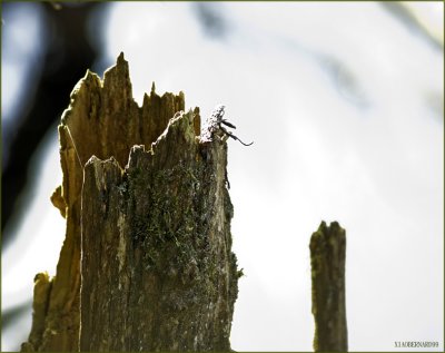 BIG HOLE in a WOOD
