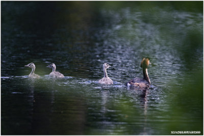 ANOTHER FAMILY GREBE