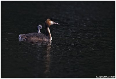 DAD GREBE with an another HEAD