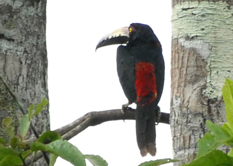 Collared Aracari, Selva Bananito, 10/29/2008