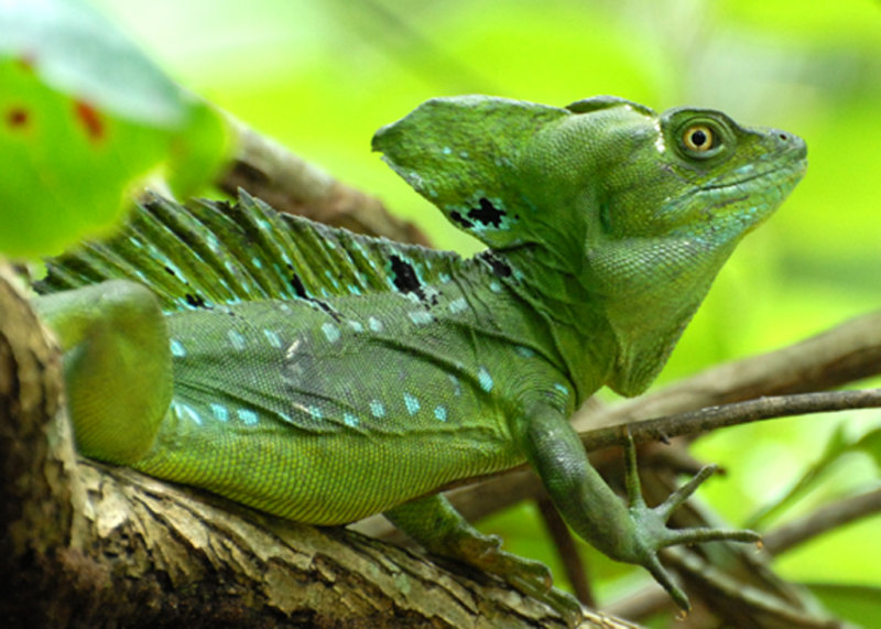 Basilisk Lizard, Cahuita National Park, 10/31/2008