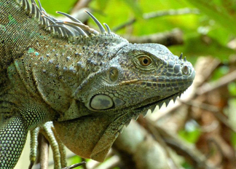 Iguana, Cahuita National Park, 10/31/2008