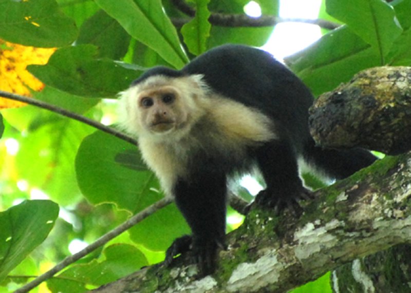 White-faced Capuchin, Cahuita National Park, 10/31/2008