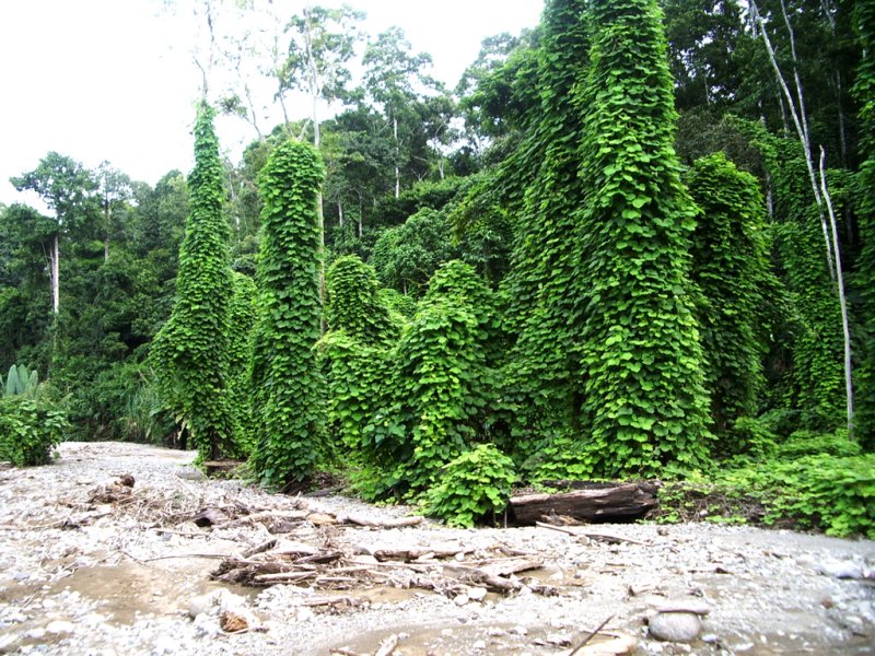 Kudzu cathedral, Selva Bananito, 11/01/2008