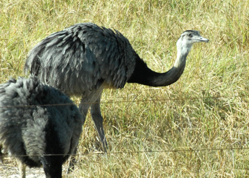 Greater Rhea, Pantanal, Brazil, 07/05/2008