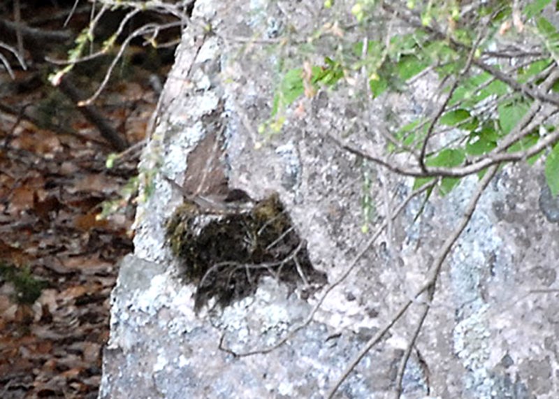 Eastern Phoebe on nest on a boulder (a non-manmade structure), Wompatuck State Park, Hingham, MA.