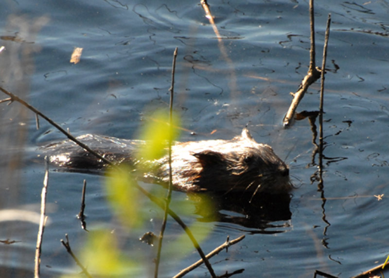 Muskrat, Parker River NWR.