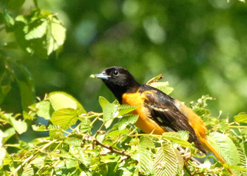 Baltimore Oriole, Mt. Auburn Cemetery, Cambridge, MA.