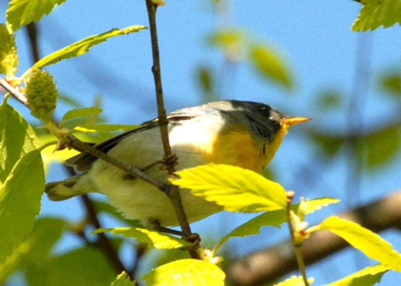 Northern Parula, Parker River NWR.