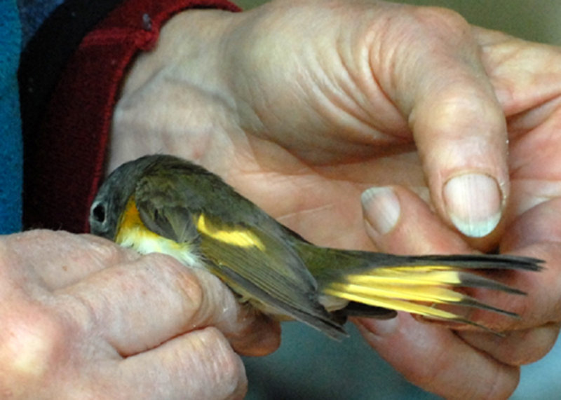 2nd-year male American Redstart, Joppa Flats Bird Banding Station, Parker River NWR.