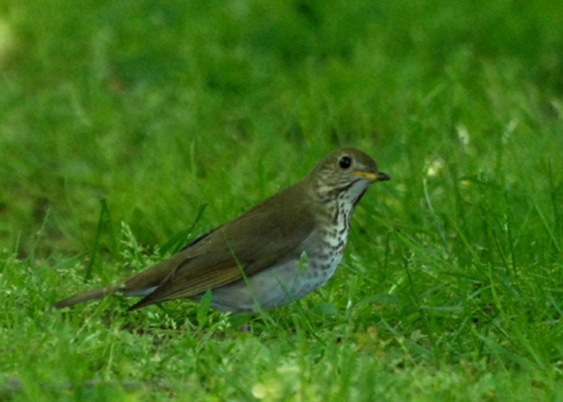 Gray-cheeked Thrush, Mt. Auburn Cemetery, Cambridge, MA.