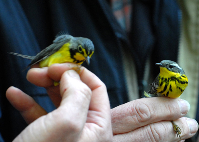 Canada & Magnolia Warbler, Joppa Flats Bird Banding Station, Parker River NWR.