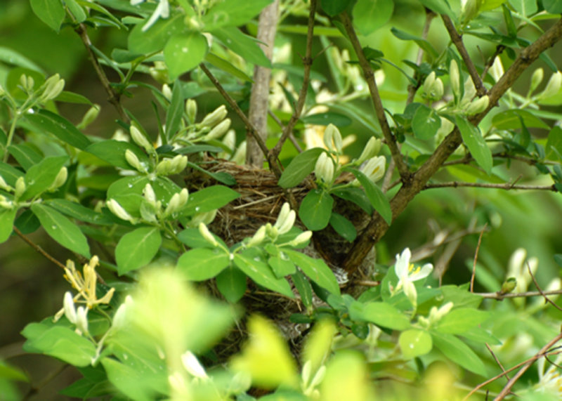 Yellow Warbler nest in Japanese Honeysuckle, Parker River NWR.