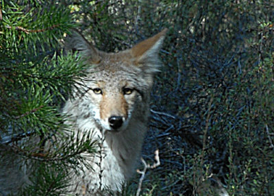 Coyote, Sun River, Oregon, 09/26/2007