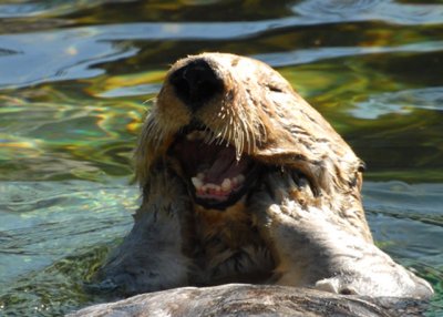 Sea Otter, Oregon Coast Aquarium, Newport