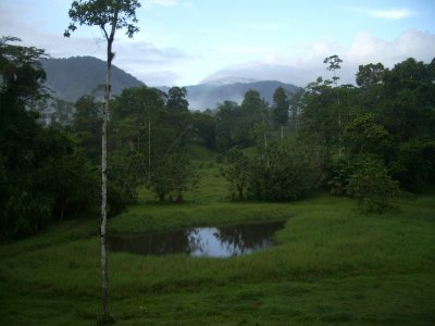 View from Selva Bananito dining area, 10/26/2008