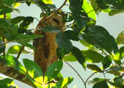 Barn Owl, Selva Bananito, 10/28/2008