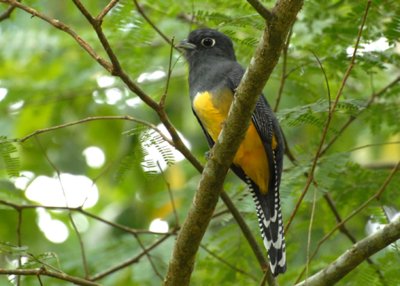 Violaceous Trogon, Selva Bananito, 10/28/2008