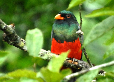 Slaty-tailed Trogon, Selva Bananito, 10/29/2008