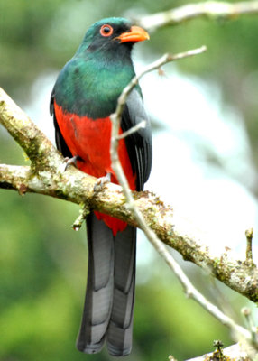 Slaty-tailed Trogon, Selva Bananito, 10/29/2008