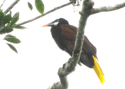 Montezuma Oropendola, Selva Bananito, 10/29/2008