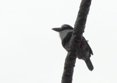 White-necked Puffbird, Selva Bananito, 10/28/2008